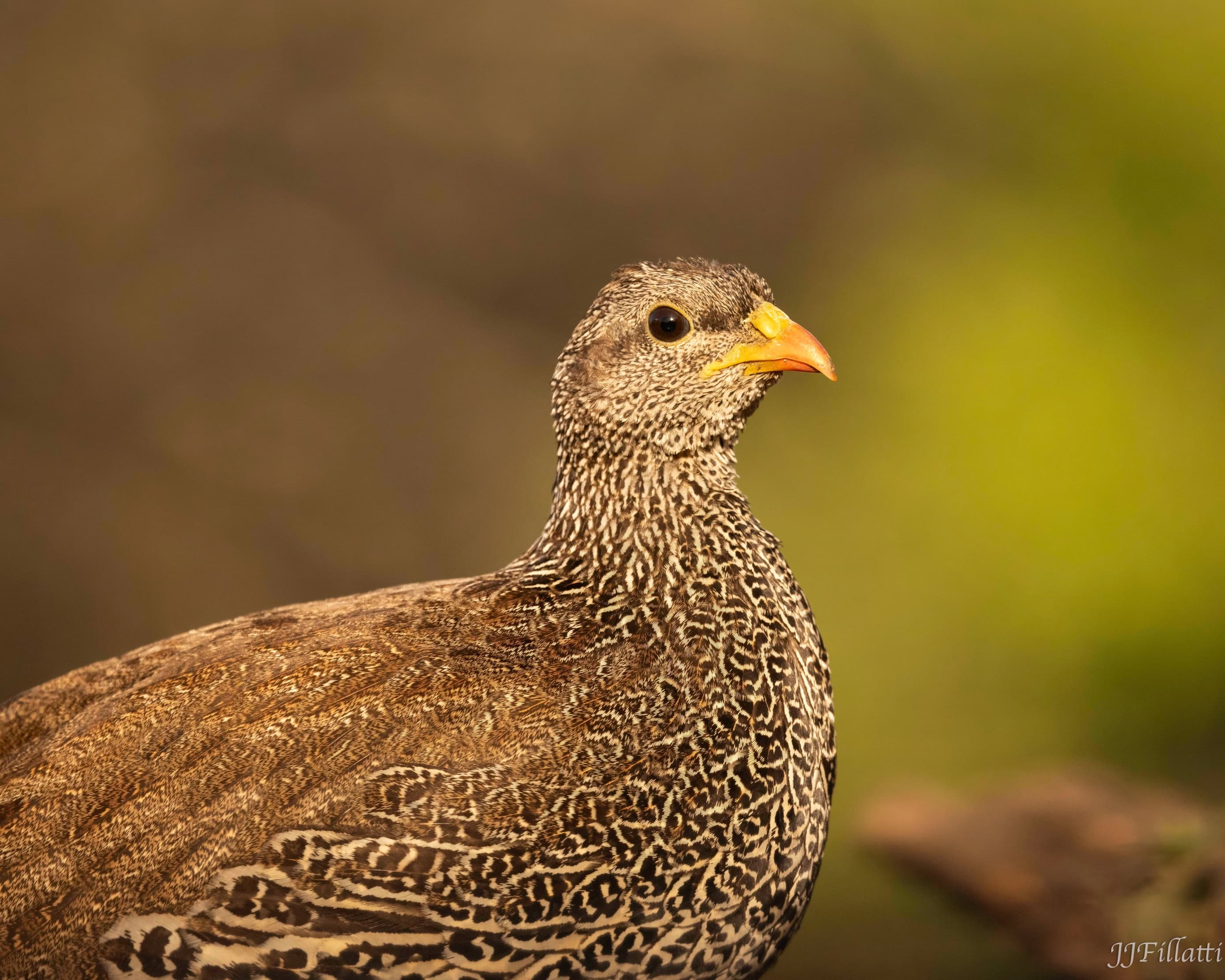 wildlife of Zimanga image 61